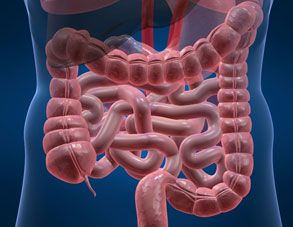 Colonoscopy - Digestive system image